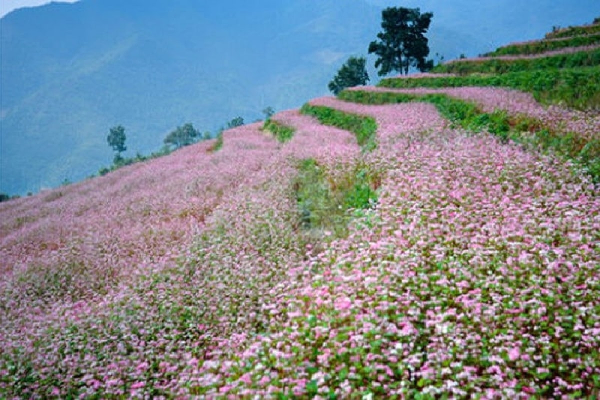 Hoa Tam giác mạch Hà Giang