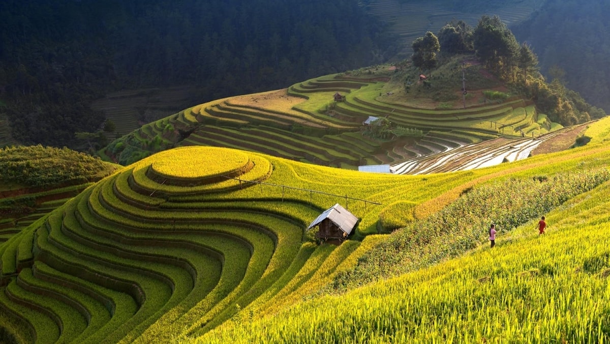 Ruộng bậc thang Hoàng Su Phì, Hà Giang