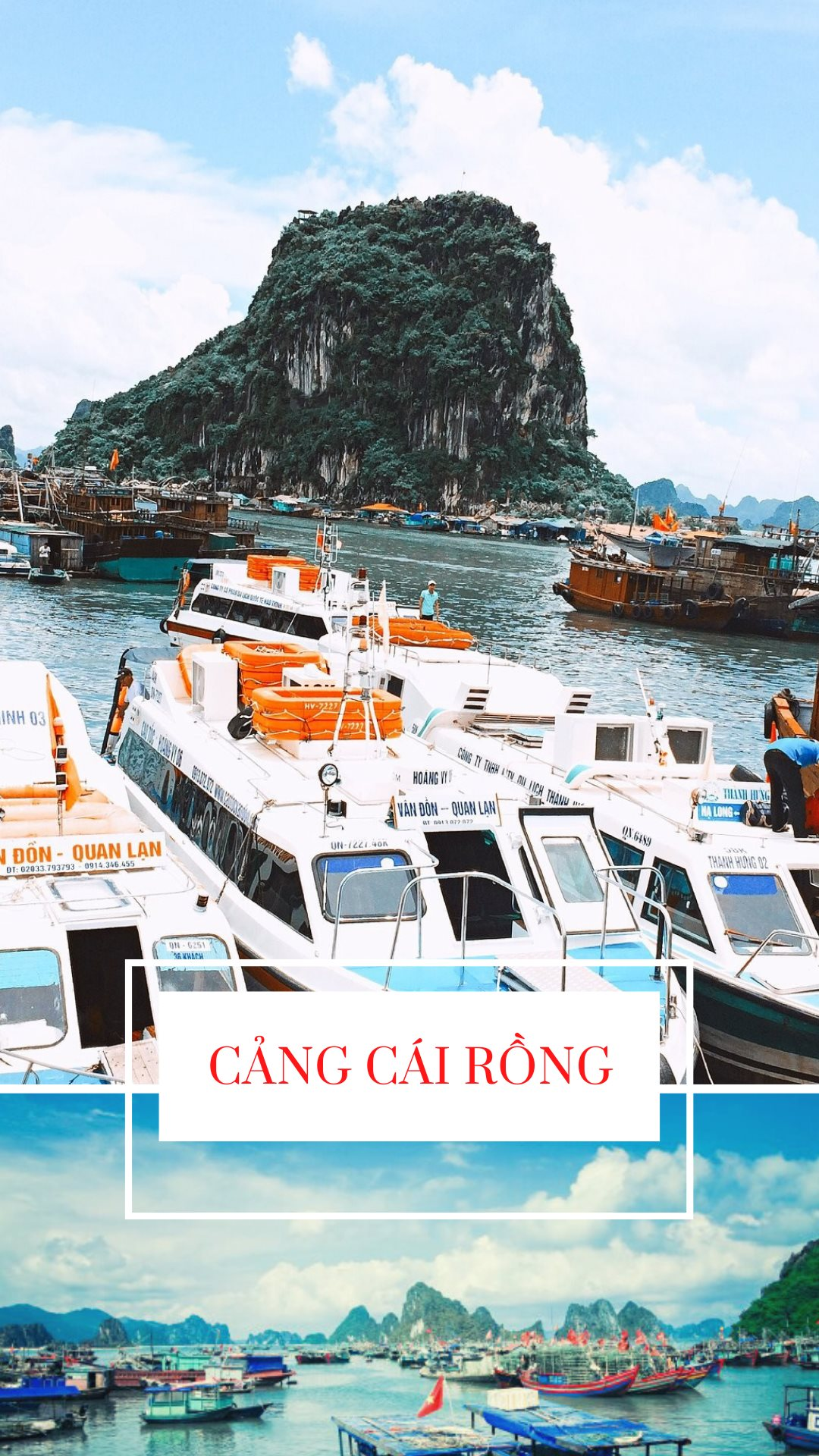 vovlive-cang-cai-rong.png