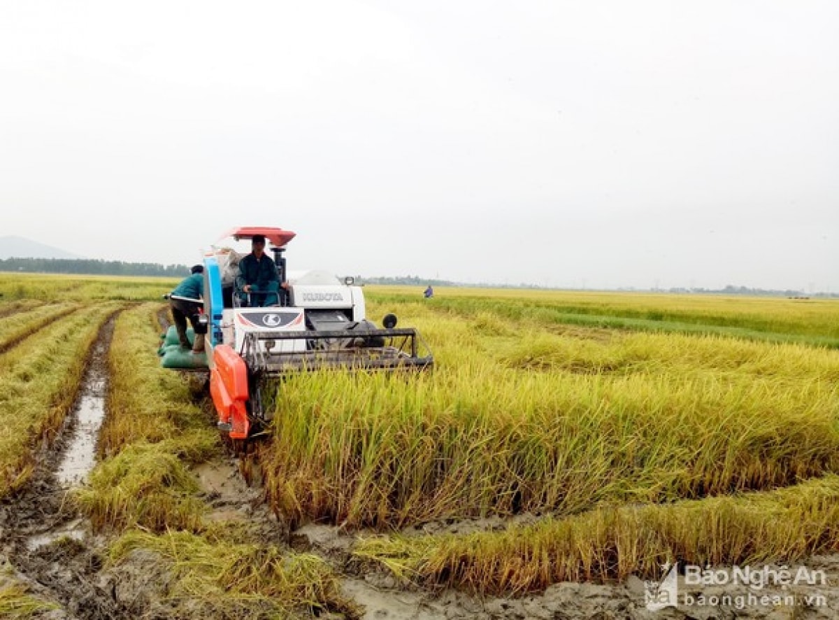 Nghệ An khẩn trương thu hoạch vụ mùa tránh thiệt hại do bão (Ảnh minh họa: KT)